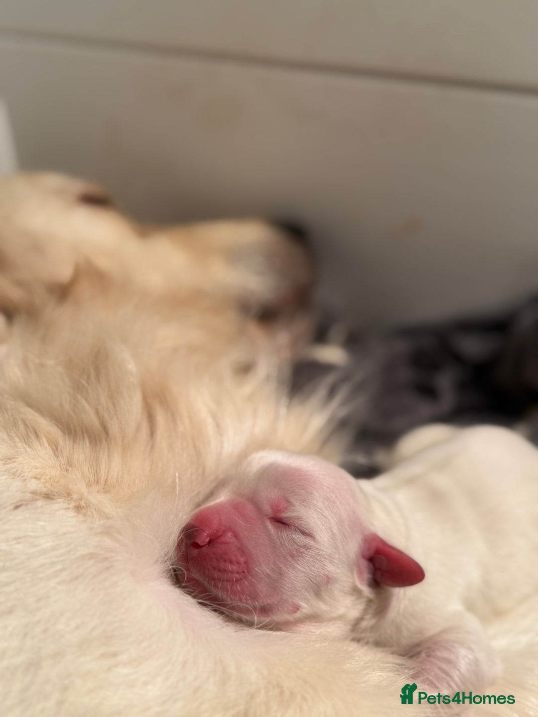 Golden Retriever dogs for sale: KC WHITE RETRIEVERS FULLY HEALTH TESTED  - Advert 3