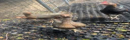 Chickens poultry for sale: 5 bantam hens & 1 cockerel bantam - Advert 13