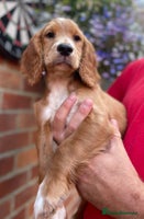 Cocker Spaniel dogs in Bishop Auckland - Advert 10