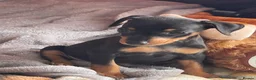 Miniature Pinscher dogs for sale: 🐾 Adorable Miniature Pinscher Puppies . - Advert 12