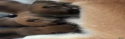 Japanese Shiba Inu dogs for sale: Japanese Shiba Inu puppies  - Advert 3