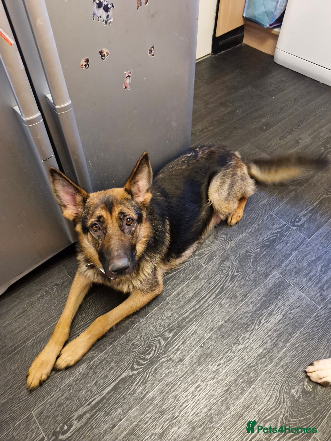 Mixed Breed dogs for sale: German shepherd and Dalmatian for rehoming - Advert 8