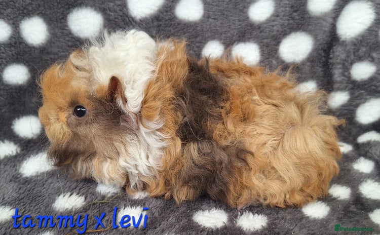 Guinea Pig rodents - Advert 17