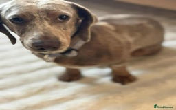 Miniature Dachshund dogs for stud: Handsome Isabella dapple available for stud  - Advert 1