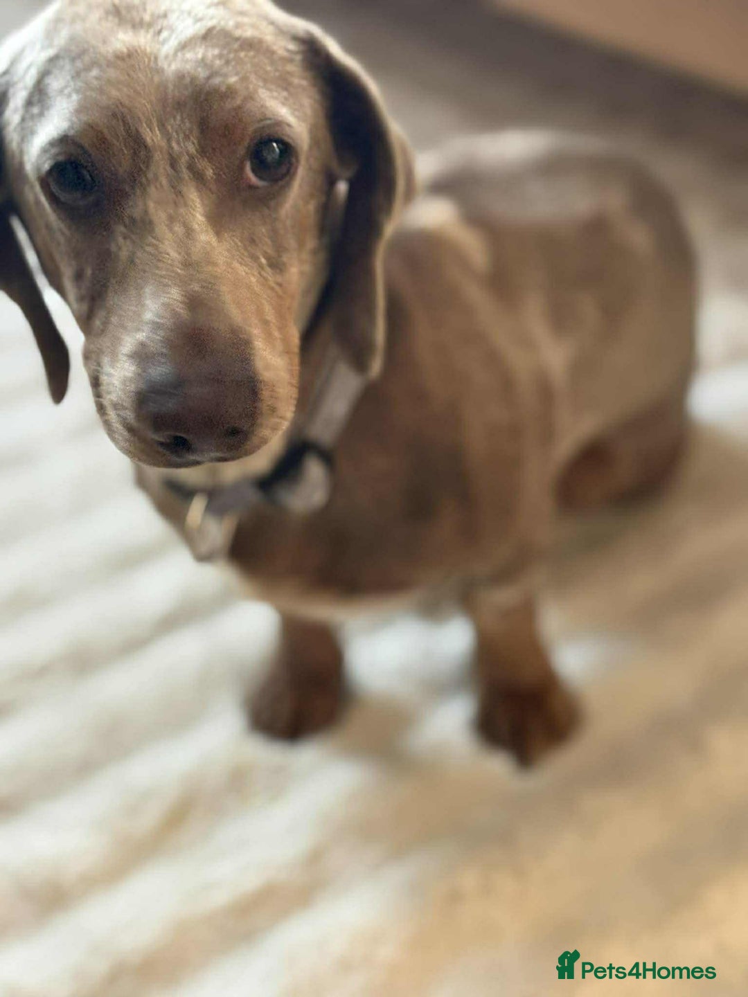 Miniature Dachshund dogs for stud: Handsome Isabella dapple available for stud  - Advert 1