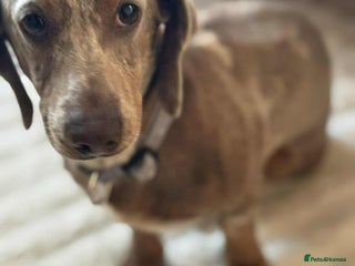 Miniature Dachshund dogs Handsome Isabella dapple available for stud - Advert 2