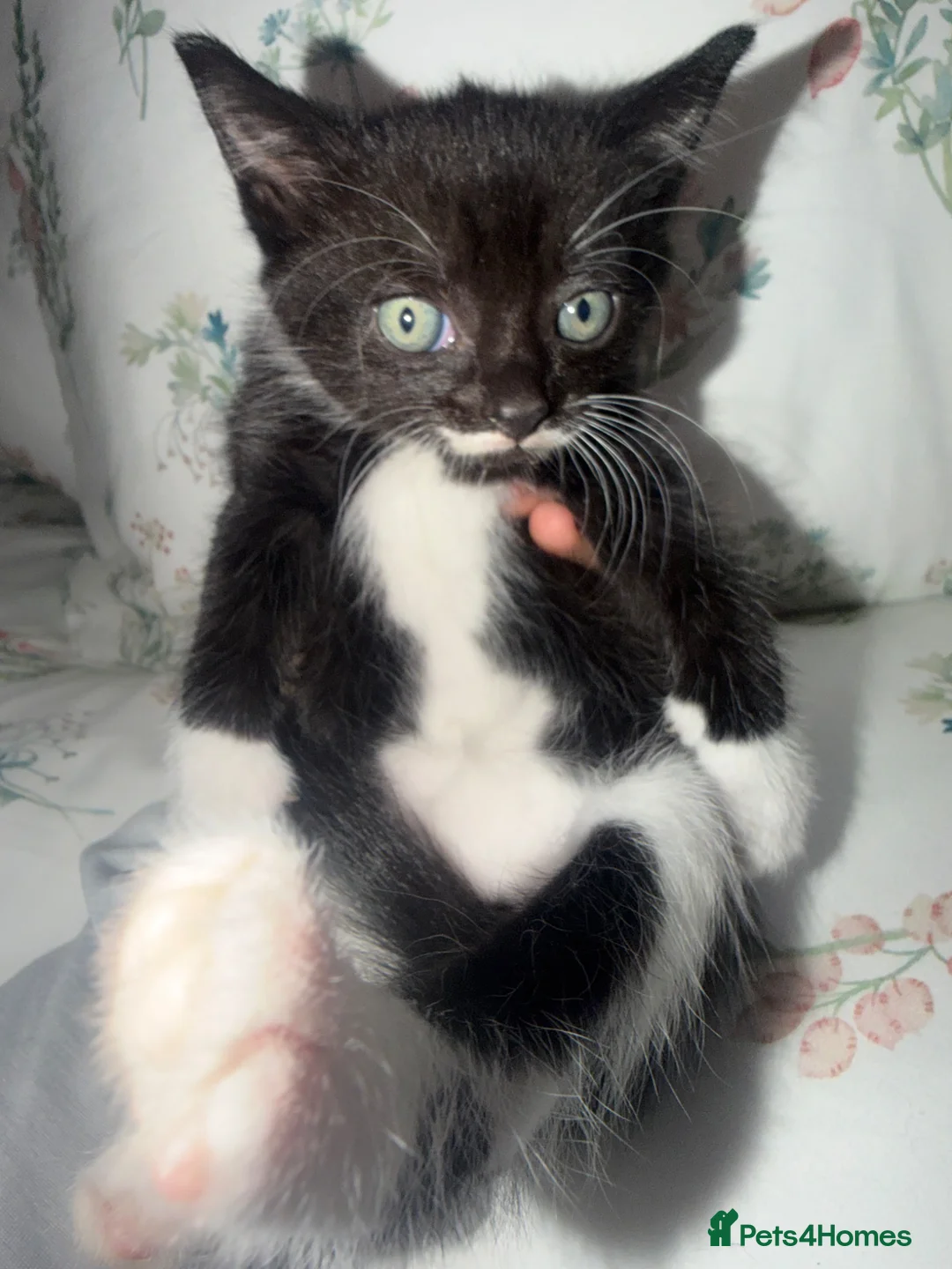 Mixed Breed cats for sale: Kittens for sale  - Advert 13