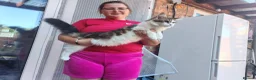 Maine Coon cats for sale: Jasmine TitaniumCat - last girl  - Advert 4