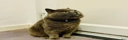 British Shorthair cats for sale: Scottish fold  in Reading - Advert 5