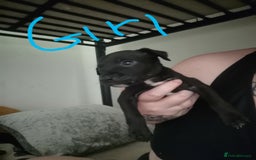 Mixed Breed dogs for sale:  dad pocket bull staffy cross  mom staffy collie - Image 7