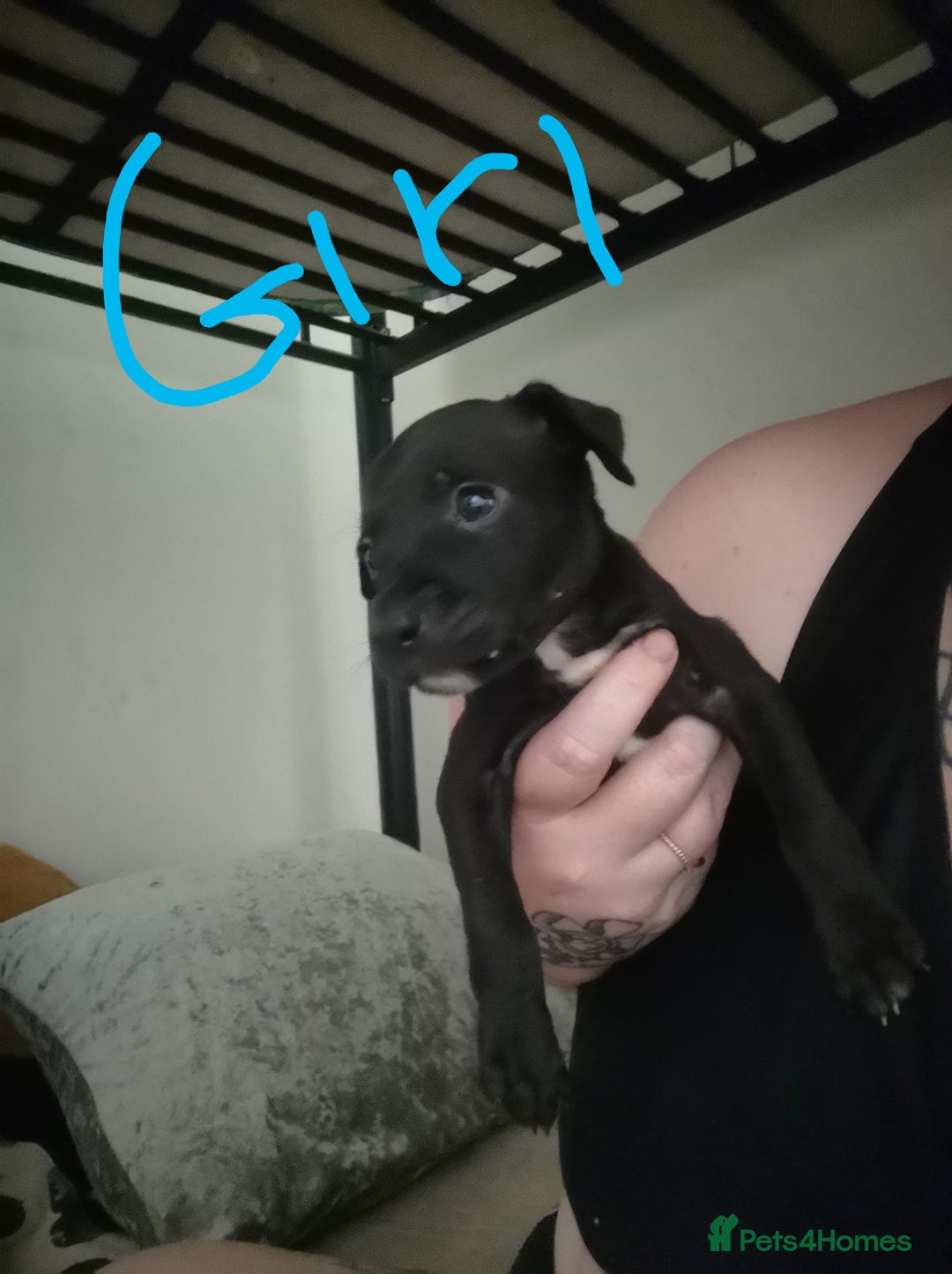 Mixed Breed dogs for sale:  dad pocket bull staffy cross  mom staffy collie - Image 7