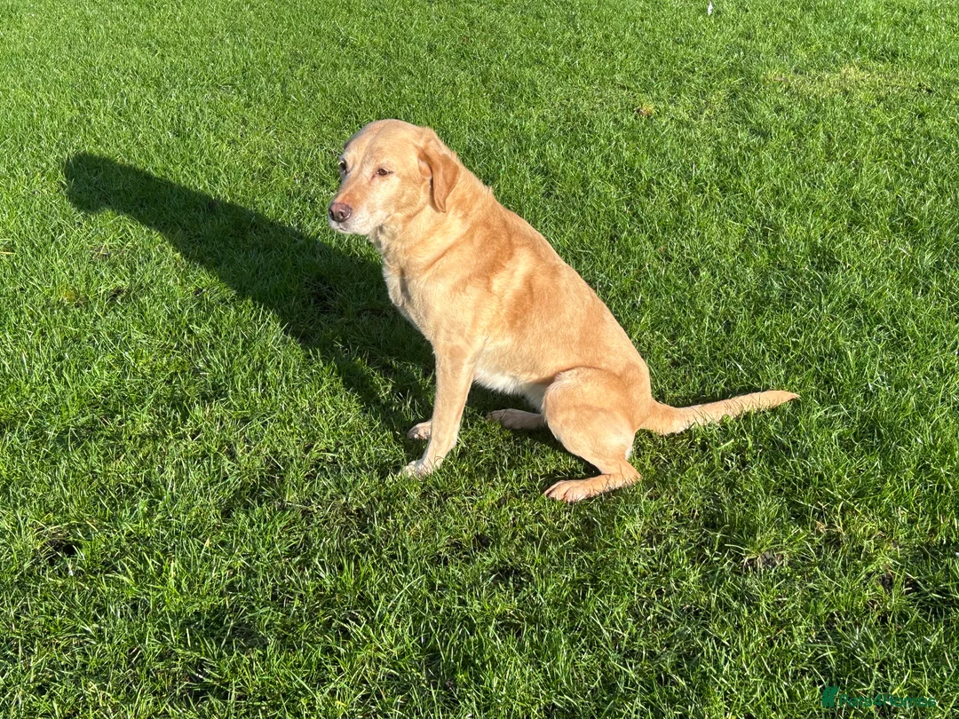 Labrador Retriever dogs for sale: Lucky Labrador female  - Advert 2