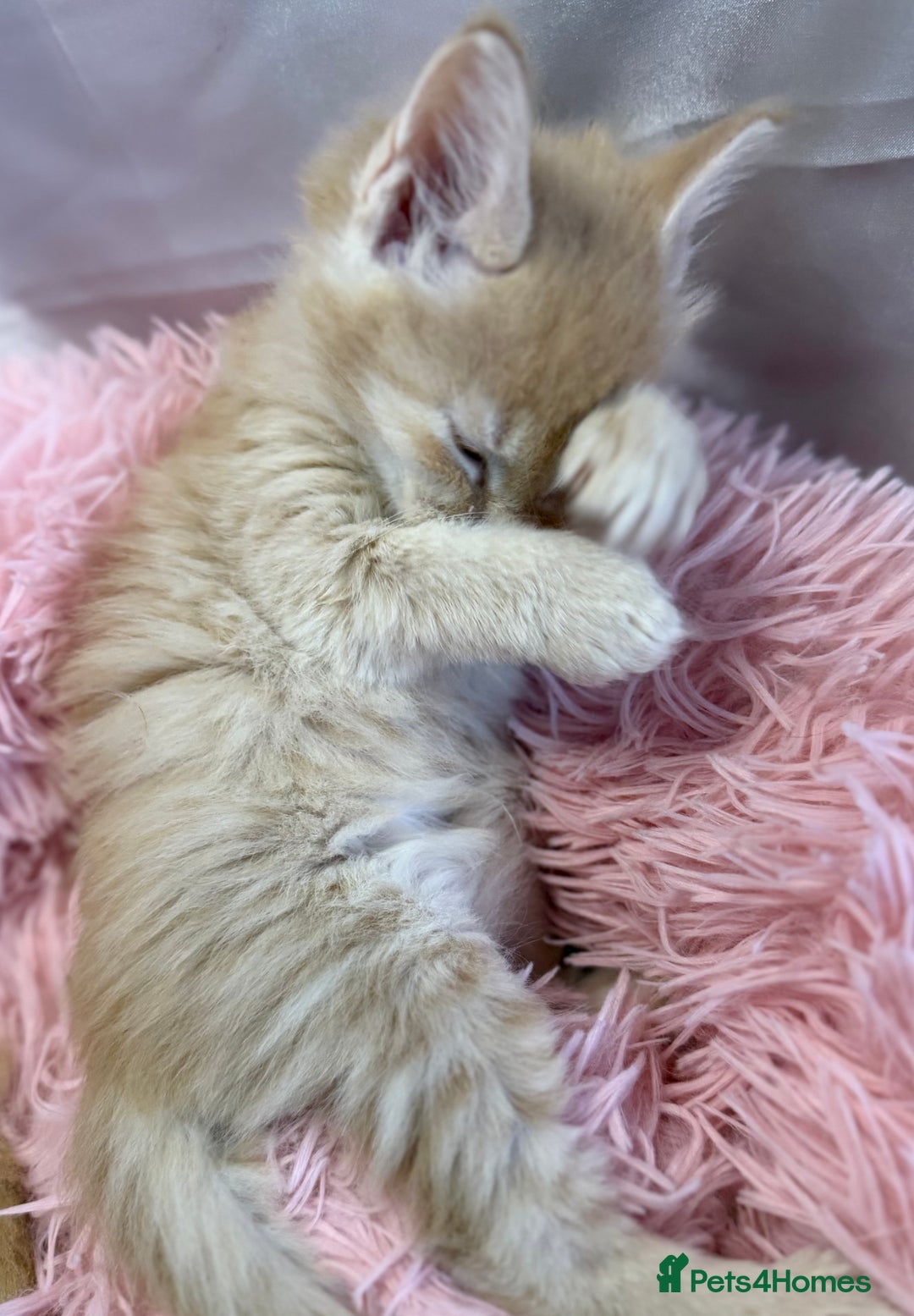 Maine Coon cats for sale: TICA REGISTERED MAINE COON KITTENS - Advert 14