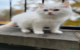 Ragdoll cats for sale: Adorable Male Ragdoll Kittens Looking forHomes! 🐾 - Image 3