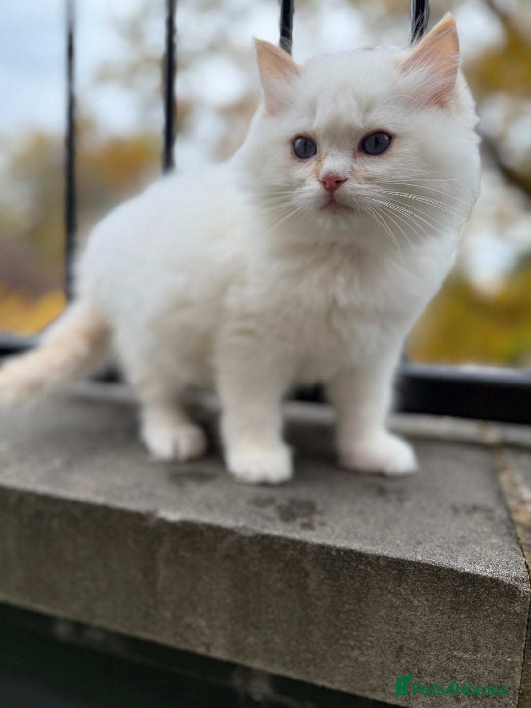Ragdoll cats for sale: Adorable Male Ragdoll Kittens Looking forHomes! 🐾 - Image 3