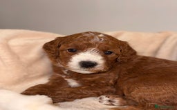 Cavapoochon dogs for sale: Cavapoochon Puppies –Ready Mid-October - Image 11