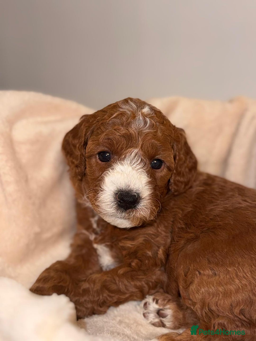 Cavapoochon dogs for sale: Cavapoochon Puppies –Ready Mid-October - Image 11