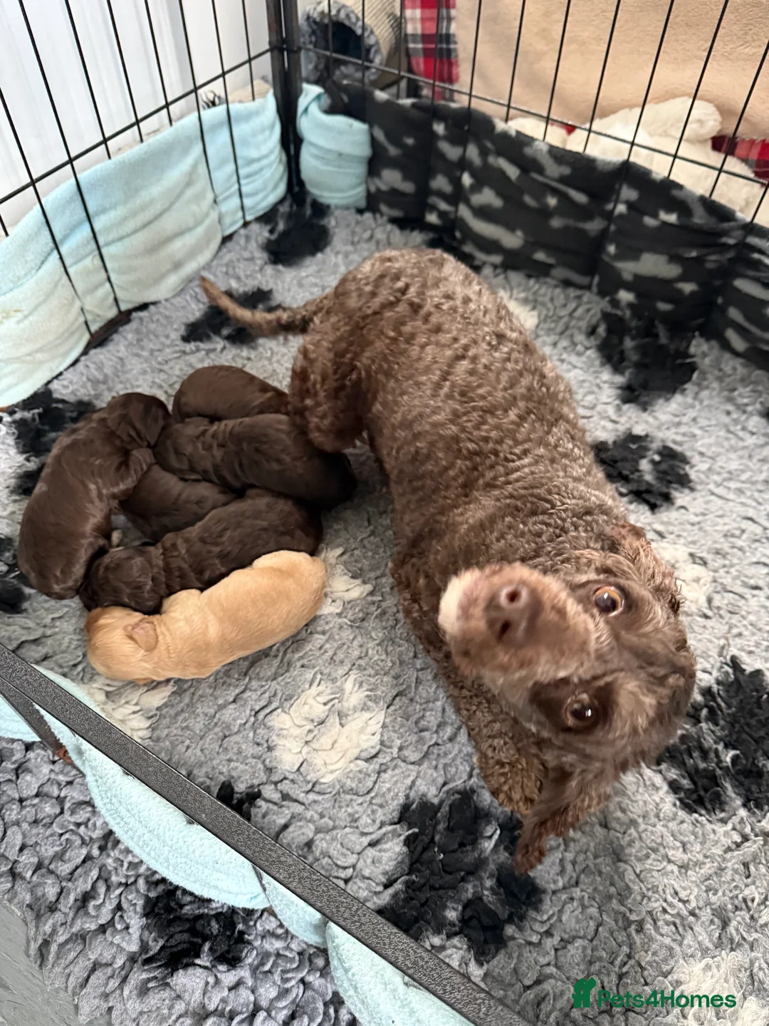 Cockapoo dogs for sale: F1 Show Cockapoo Ready April  - Advert 7