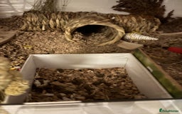 Hamster rodents for sale: Syrian hamster with bucatstate cage  - Image 6