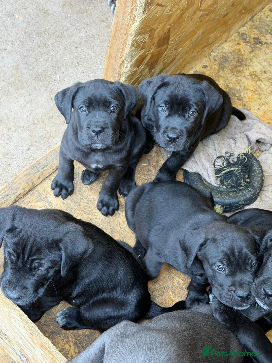Cane Corso dogs for sale: Full breed cane corso puppies for sale - Advert 1