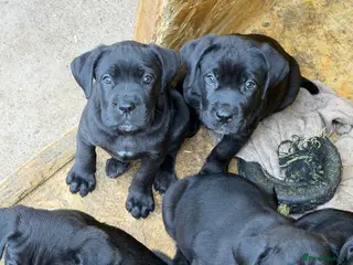 Cane Corso dogs Full breed cane corso puppies for sale - Advert 5