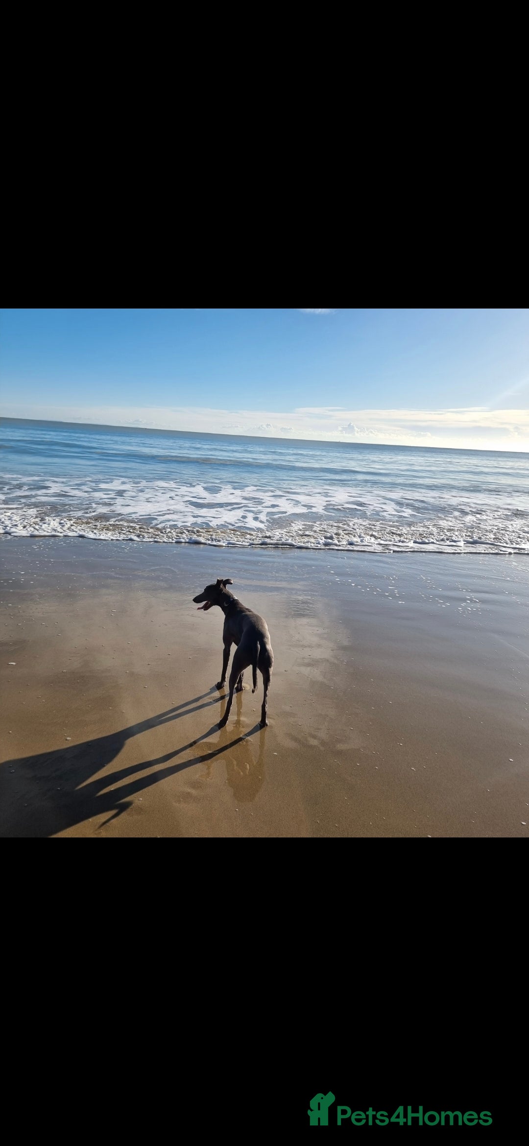 Mixed Breed dogs for sale: Whippet/Lurcher  - Advert 2