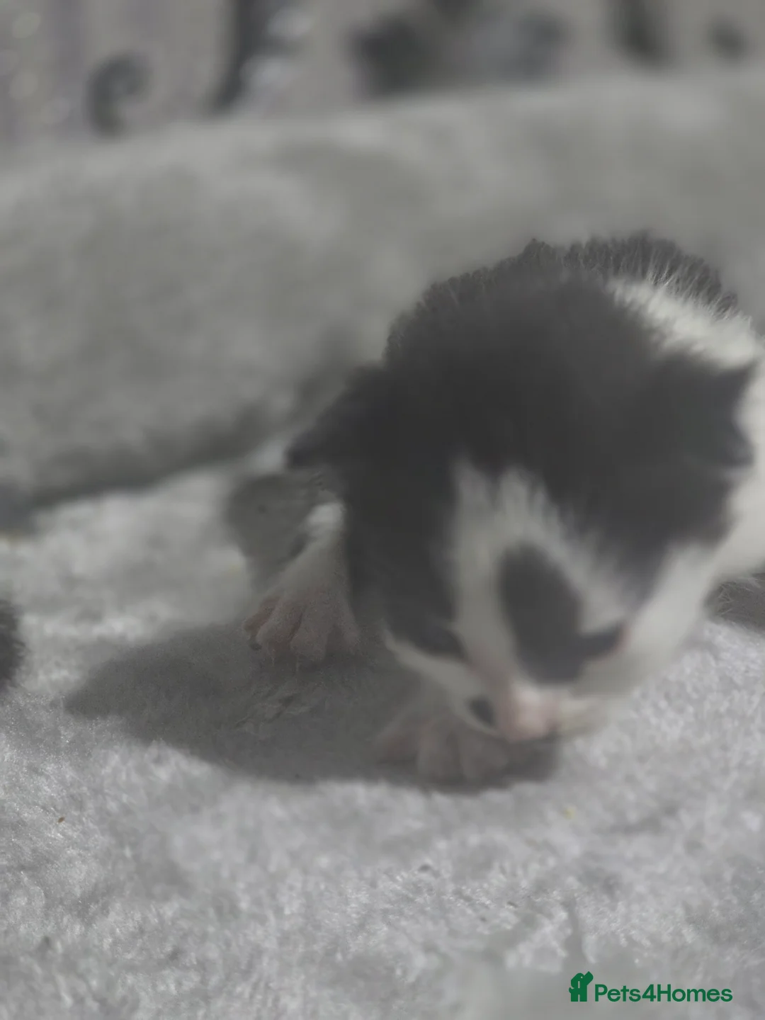 Mixed Breed cats for sale: Quarter Mainecoone Kittens  - Advert 2