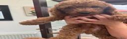 Cockapoo dogs for sale: Cockapoo babies in Warrington - Advert 7