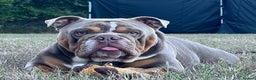 English Bulldog dogs for stud: FOR STUD - PROVEN - SON OF GOLDEN CHILD in Sheerness - Advert 2