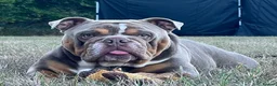 English Bulldog dogs for stud: FOR STUD - PROVEN - SON OF GOLDEN CHILD in Sheerness - Advert 2