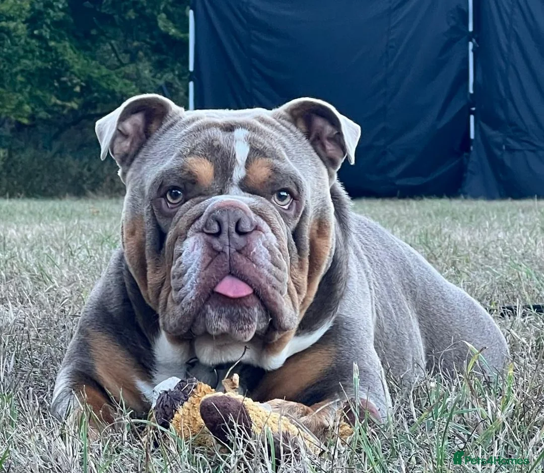 English Bulldog dogs for stud: FOR STUD - PROVEN - SON OF GOLDEN CHILD in Sheerness - Advert 2