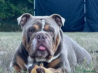 English Bulldog dogs FOR STUD - PROVEN - SON OF GOLDEN CHILD - Advert 22