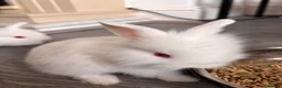 Lionhead rabbits for sale: Double mane lionhead  - Advert 4