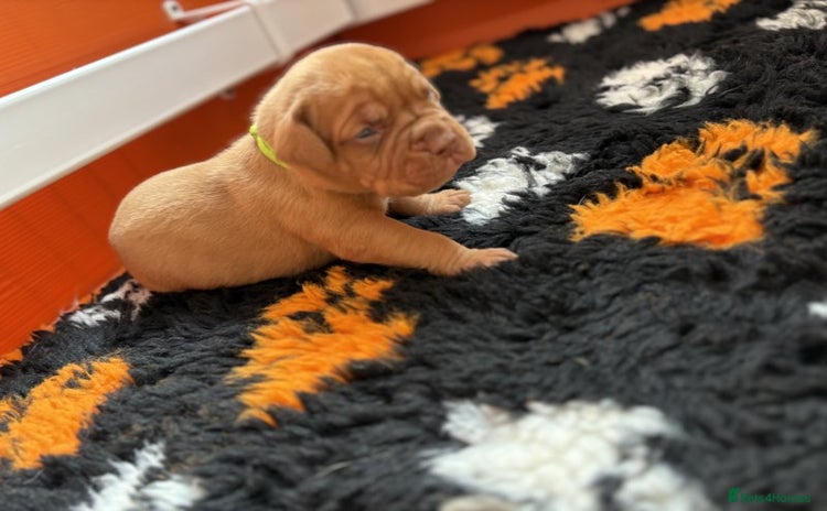 Dogue De Bordeaux dogs - Advert 2