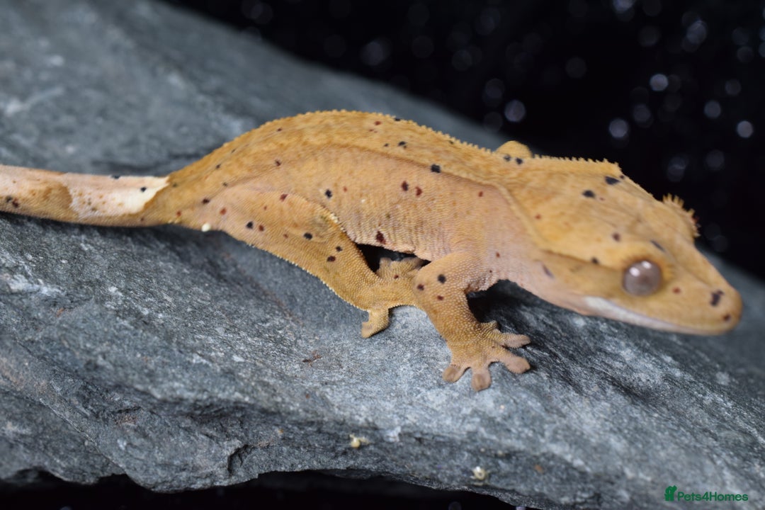 Gecko reptiles for sale: Crested geckos - Advert 7