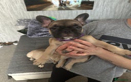 French Bulldog dogs for sale: Amazing french bulldog  - Image 6