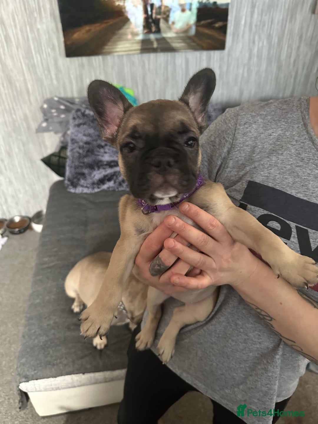French Bulldog dogs for sale: Amazing french bulldog  - Image 6