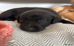 Labrador Retriever dogs for sale: 🐾 Labrador Retriever Puppies for Sale 🐾 - Image 13