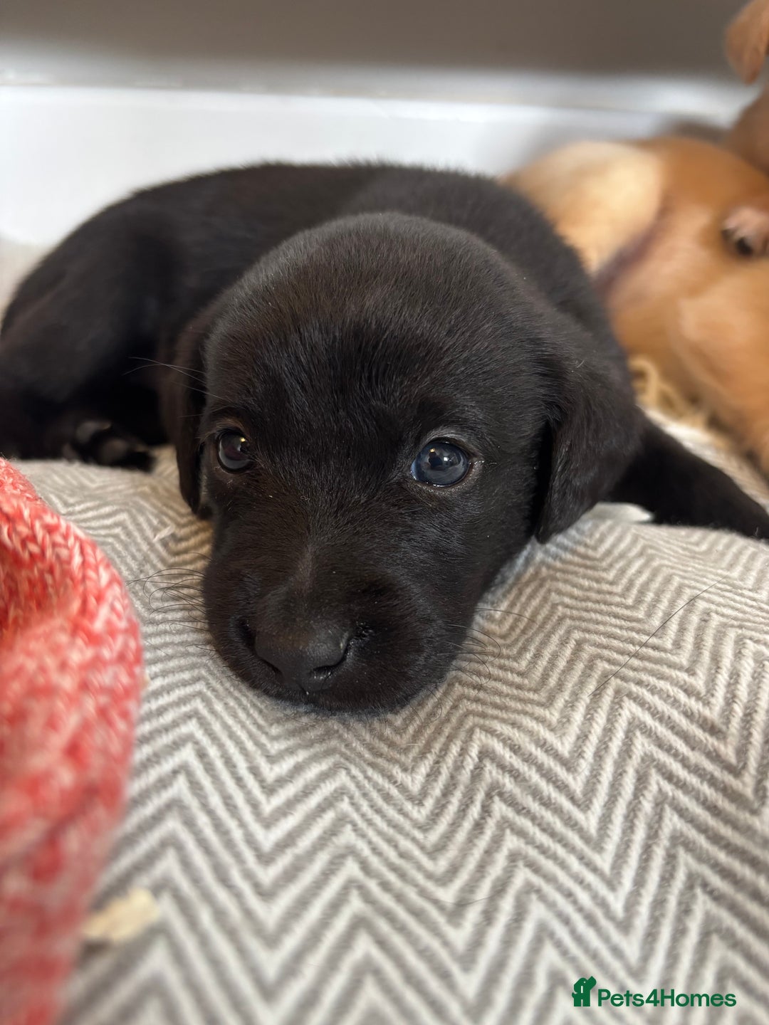 Labrador Retriever dogs for sale: 🐾 Labrador Retriever Puppies for Sale 🐾 - Image 13