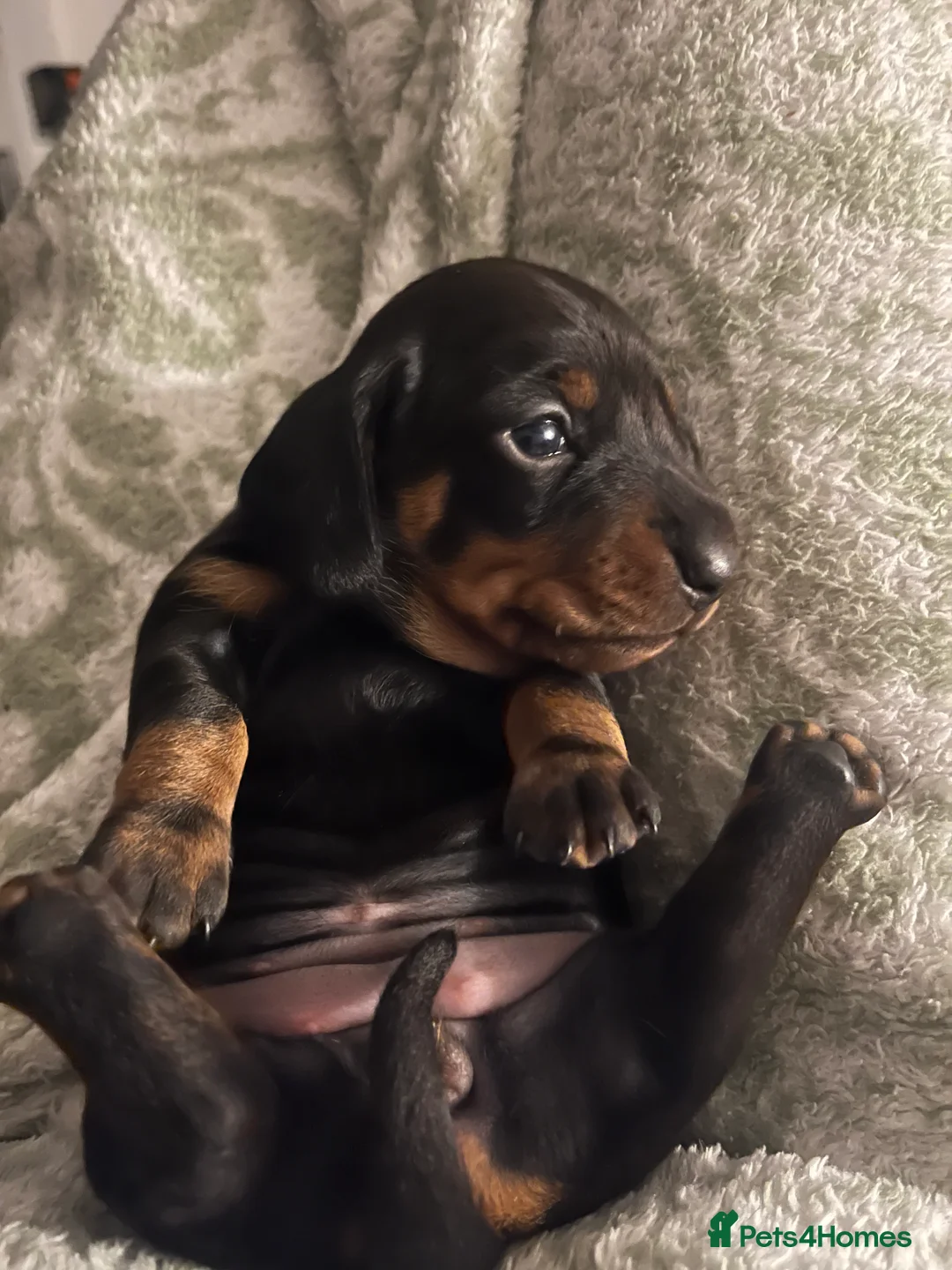 Dachshund dogs for sale: 🐾 Beautiful Dachshund Puppies Available 🐾 - Advert 9