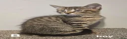 Maine Coon cats for sale: Maine coon cross kittens  - Advert 7