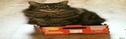 Norwegian Forest Cat cats for sale: Norwegian Forest boys - Advert 21