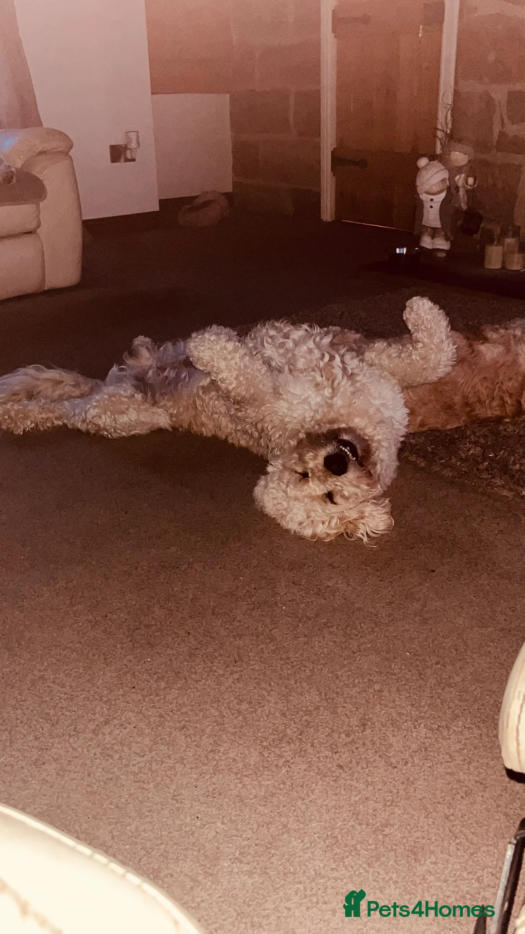 Mixed Breed dogs for stud: Billy F2 Goldendoodle - Advert 8