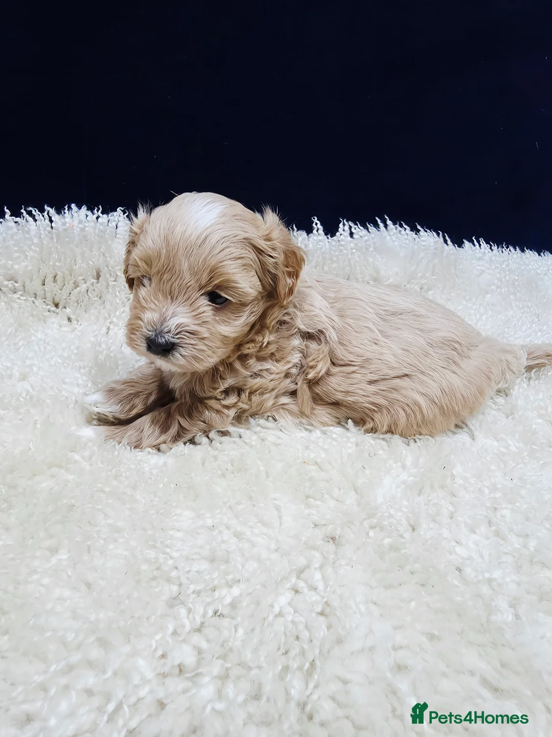 Maltipoo dogs for sale: F1B Maltipoo Puppies, Toy Size, Hypoallergenic, - Advert 5