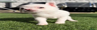 Pomchi 2