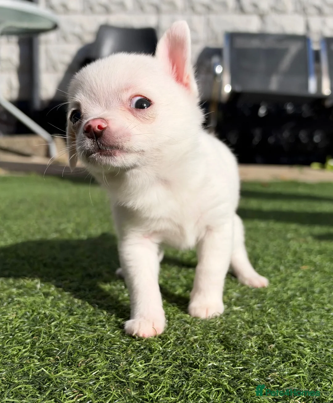Pomchi dogs for sale: Pomchi puppies looking for their forever home 🏠🐶 in Newcastle upon Tyne - Advert 2