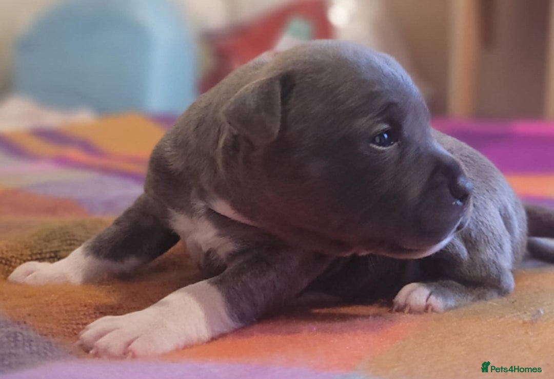Staffordshire Bull Terrier dogs for sale: Kc Blue Staff pups - Advert 9