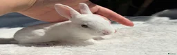 Rex rabbits for sale: stunning bew mini rex for reserve  - Advert 2