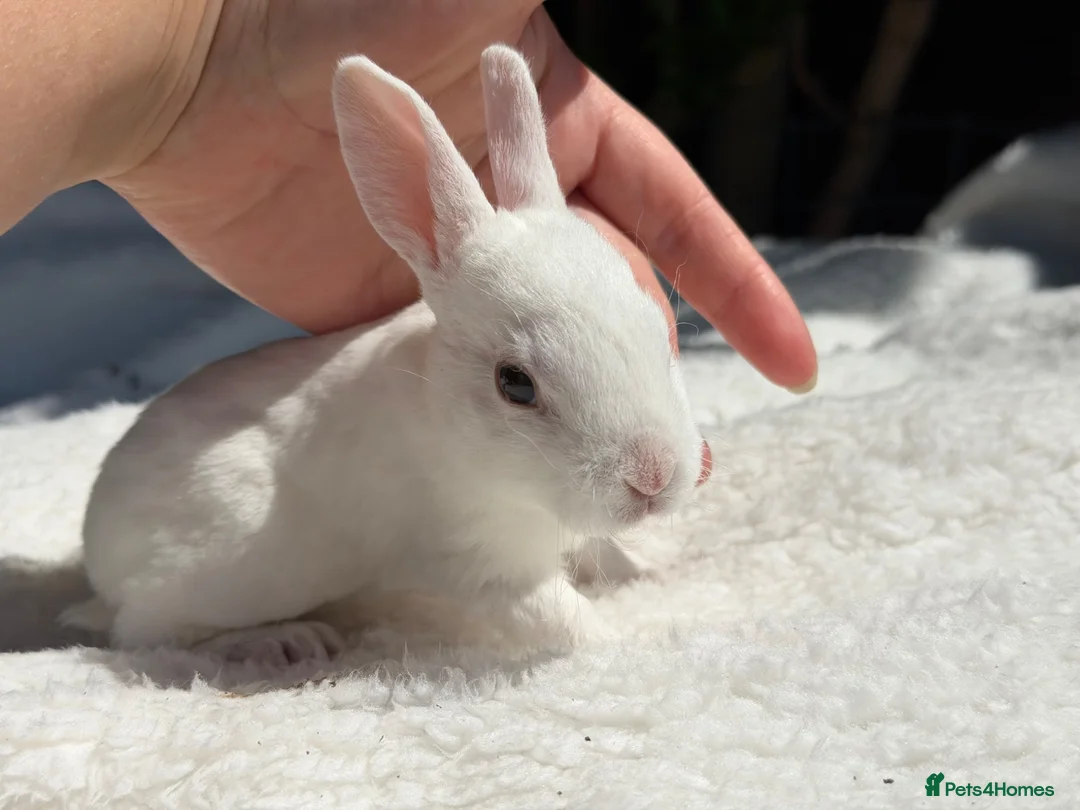 Rex rabbits for sale: stunning bew mini rex for reserve  - Advert 2