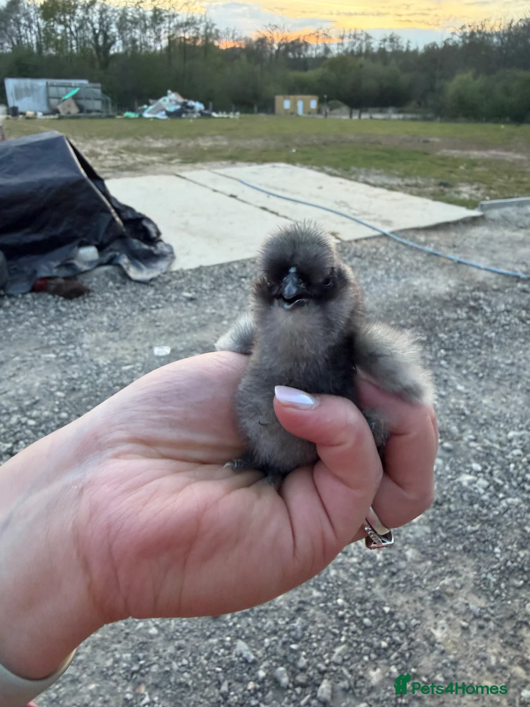 Chickens poultry for sale: UNSEXED SILKIE CHICKS - Advert 4